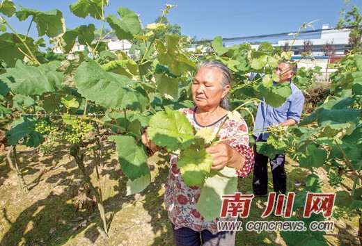 葡匋芽人口_人口普查(2)
