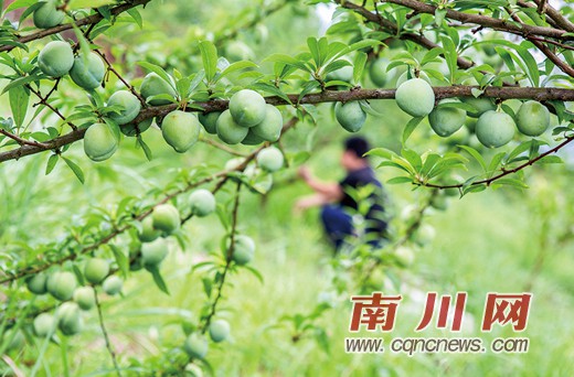 楼岭村:发展绿色产业 打造绿色村庄