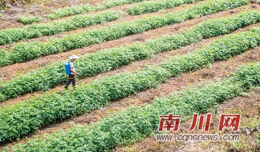 玉龙村:“煤矿村”变身“产业村”